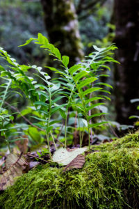 Lush greenery awaits!