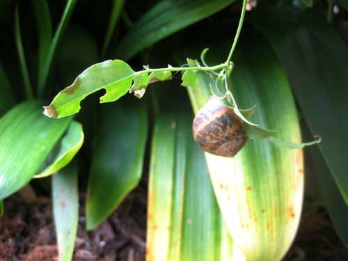 snail on a leaf